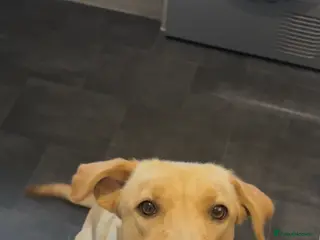 Labrador Retriever dogs Yellow/Fox Red Labrador Female - Advert 1