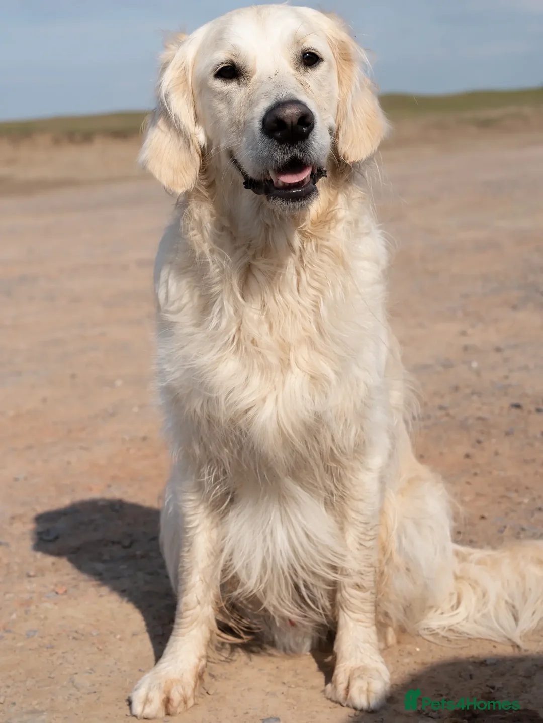 Golden Retriever dogs for stud: Kind, intelligent and loving therapy dog for stud - Advert 18
