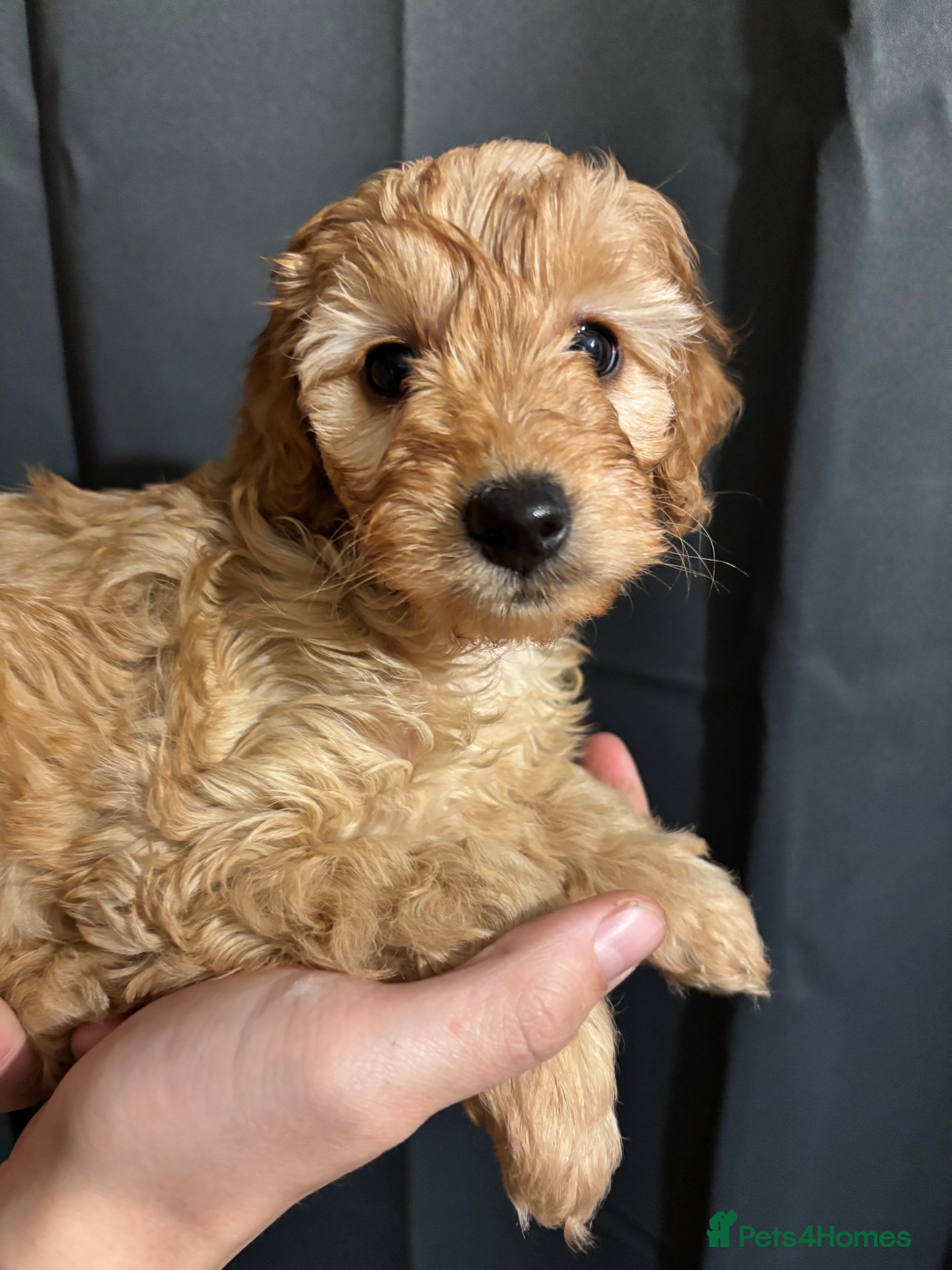 Bordoodle dogs Beautiful Bordoodle Puppies  - Advert 2