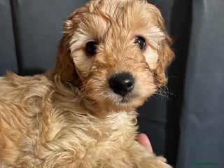 Bordoodle dogs Beautiful Bordoodle Puppies - Advert 3