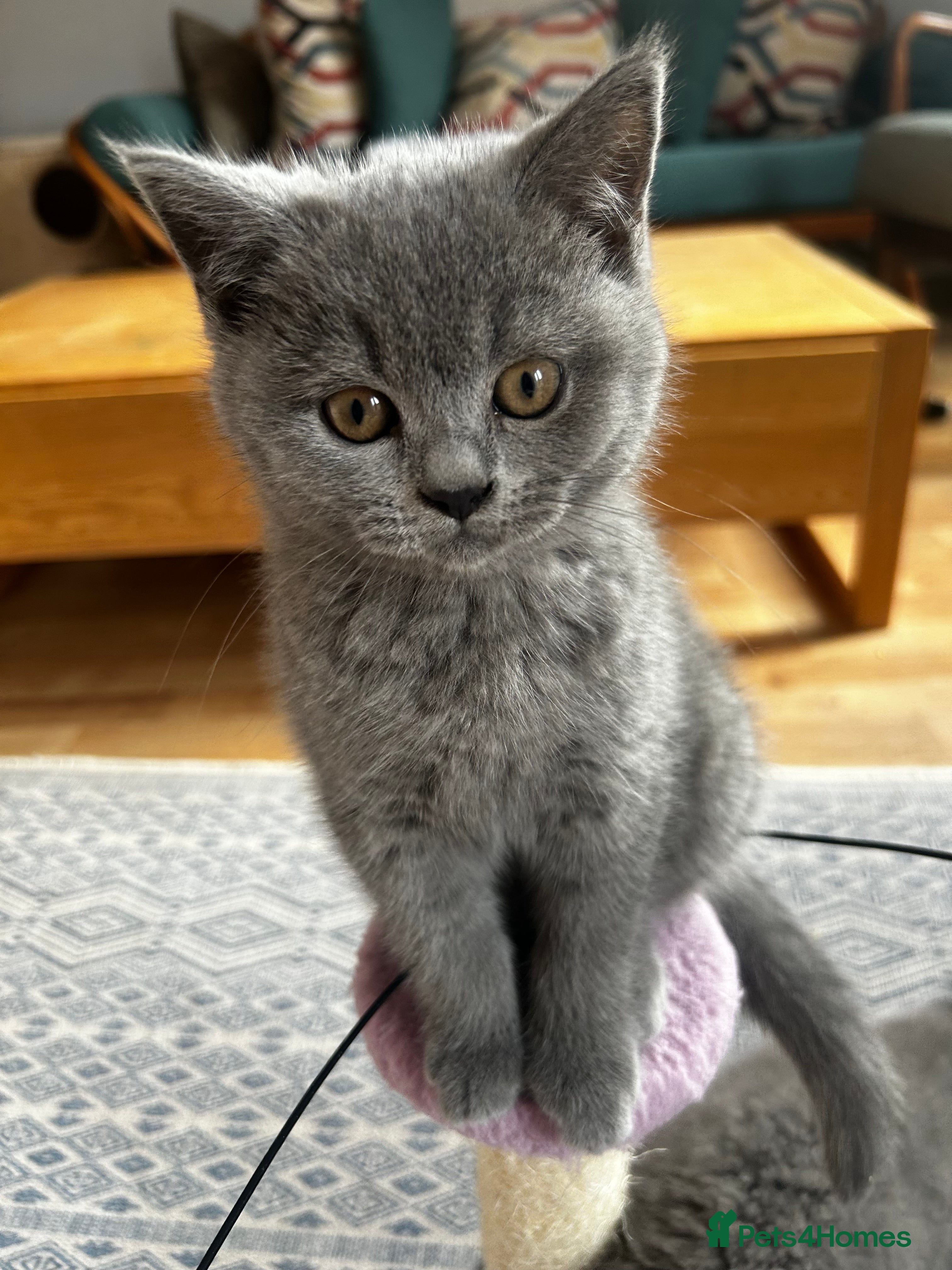 British Shorthair cats GCCF BSH show quality kittens  - Advert 5
