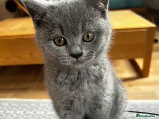 British Shorthair cats GCCF BSH show quality kittens - Advert 3