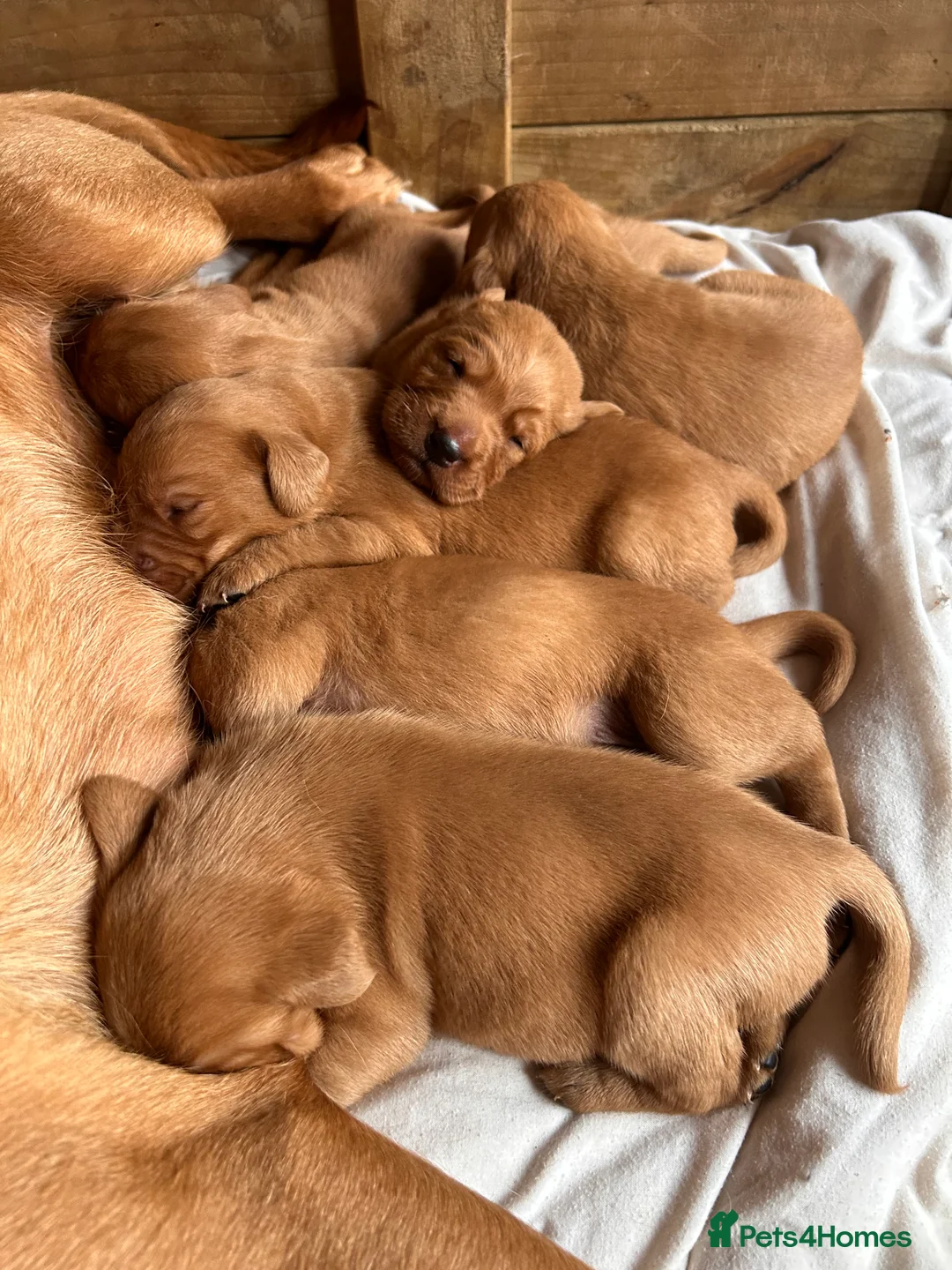 Labrador Retriever dogs for sale: Labrador puppies.  - Advert 2