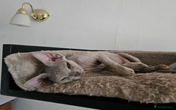 Devon Rex cats for sale: One Liliac boy available in Manchester - Image 5