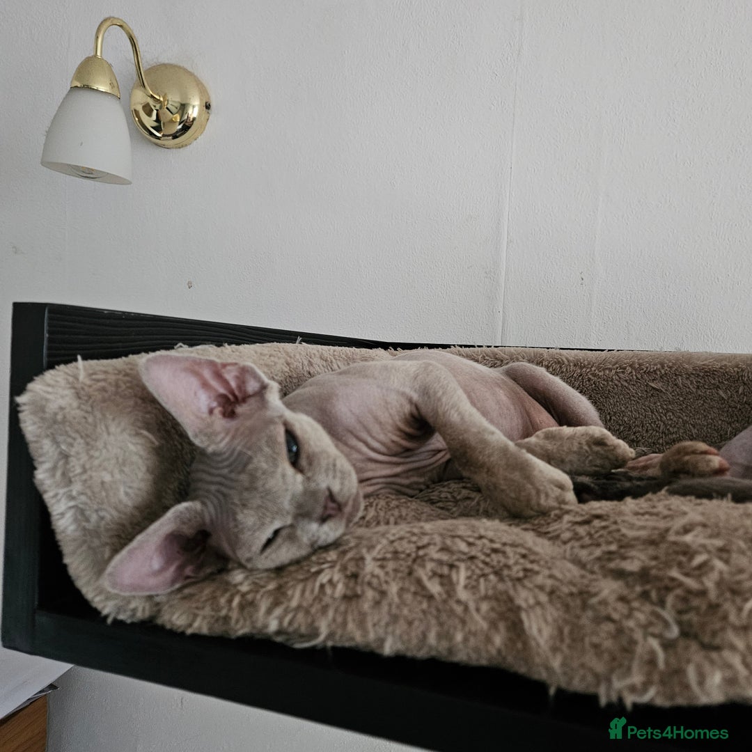 Devon Rex cats for sale: One Liliac boy available in Manchester - Image 5