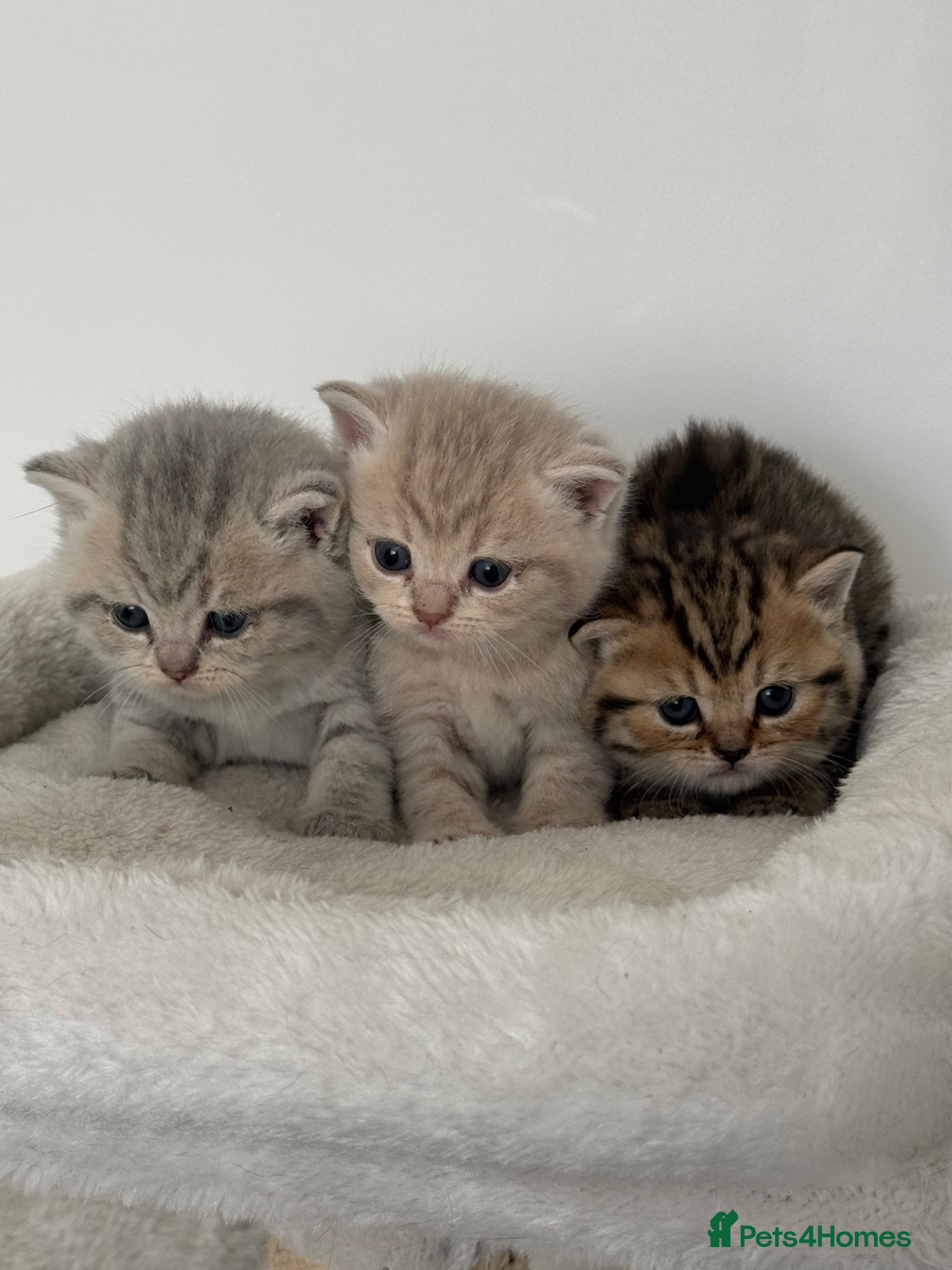 British Shorthair cats british shorthair kittens  - Advert 1
