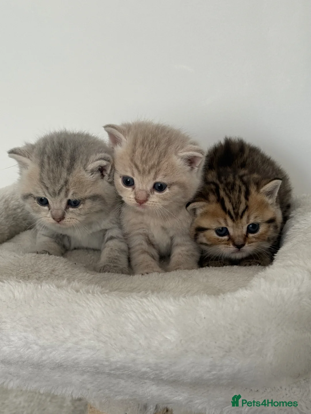 British Shorthair cats for sale: british shorthair kittens  - Advert 1