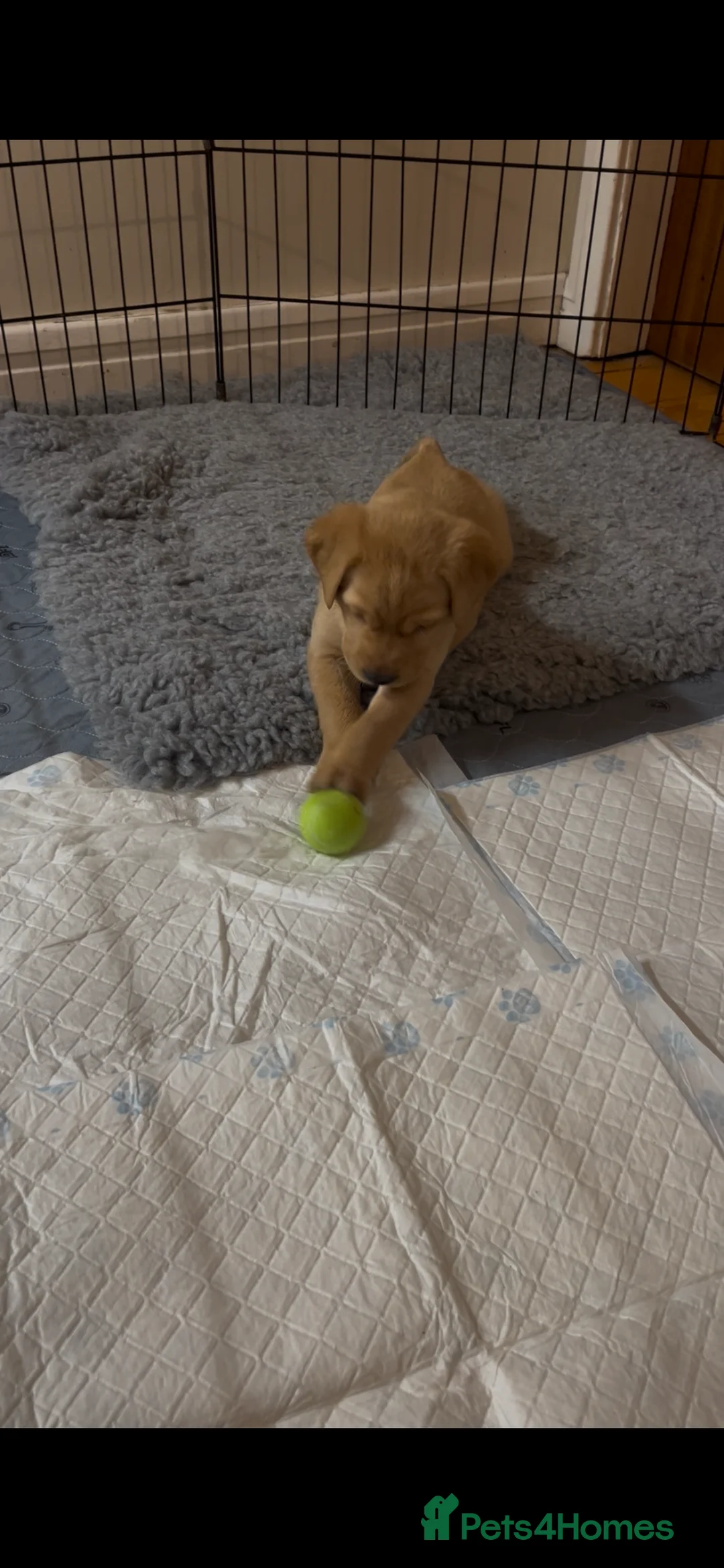 Labrador Retriever dogs for sale: Labrador Puppies - last remaining one  - Advert 4