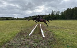 Irish Thoroughbred horses for sale:  SUPER SAFE SCHOOL MASTER  - Image 3