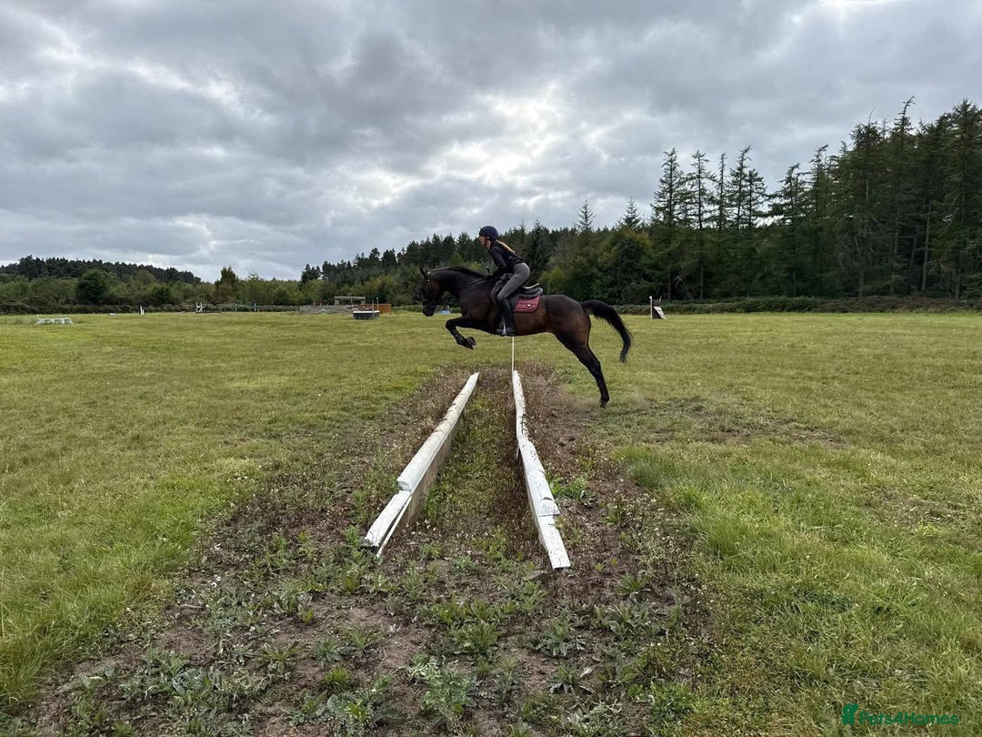 Irish Thoroughbred horses for sale:  SUPER SAFE SCHOOL MASTER  - Image 3