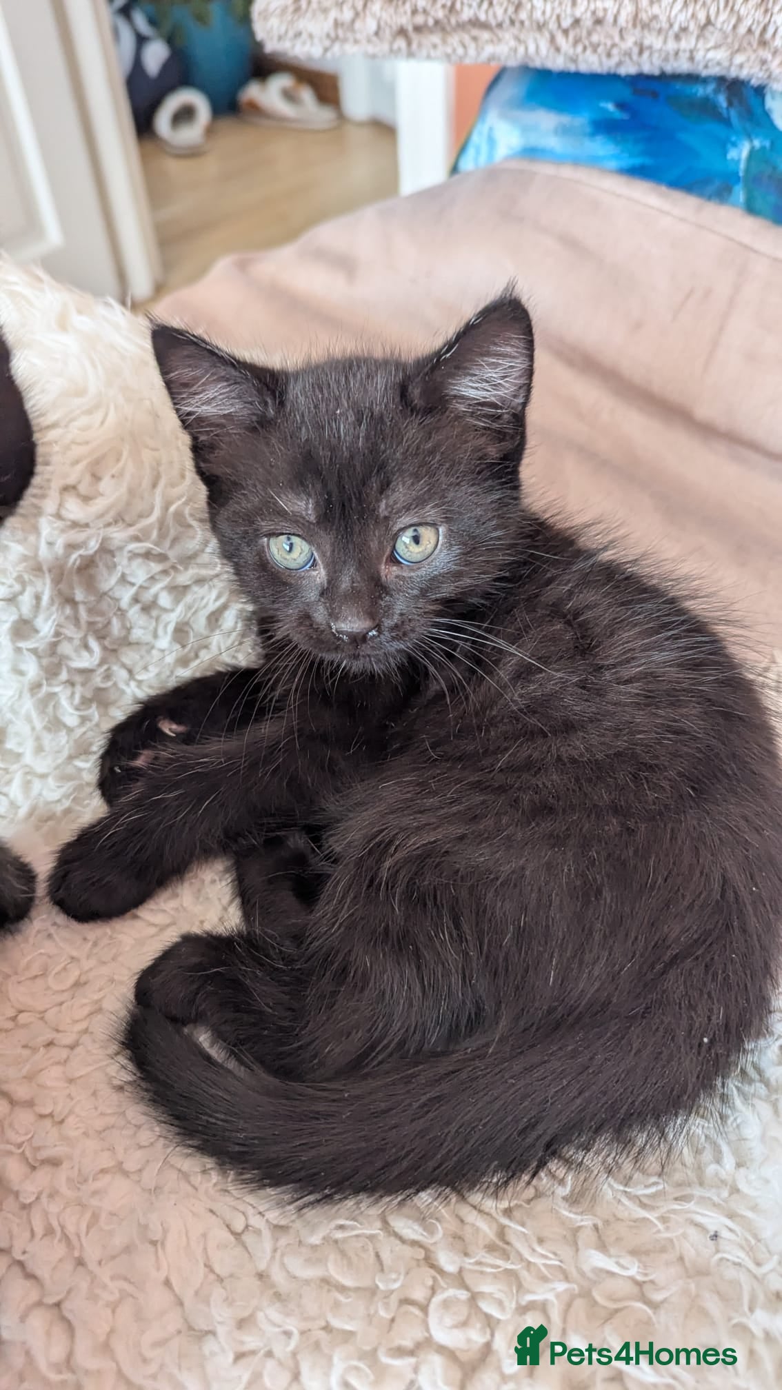 British Shorthair cats Trio kittens  - Advert 1