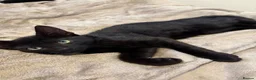 Mixed Breed cats for sale: Blue and Black Bonded Pair Male Kittens - Advert 11