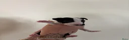 English Bull Terrier dogs for sale: Ready to leave now  - Advert 26