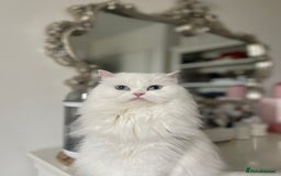 Persian cats for sale: Beautiful pedigree Chinchilla Persian cat - Image 2