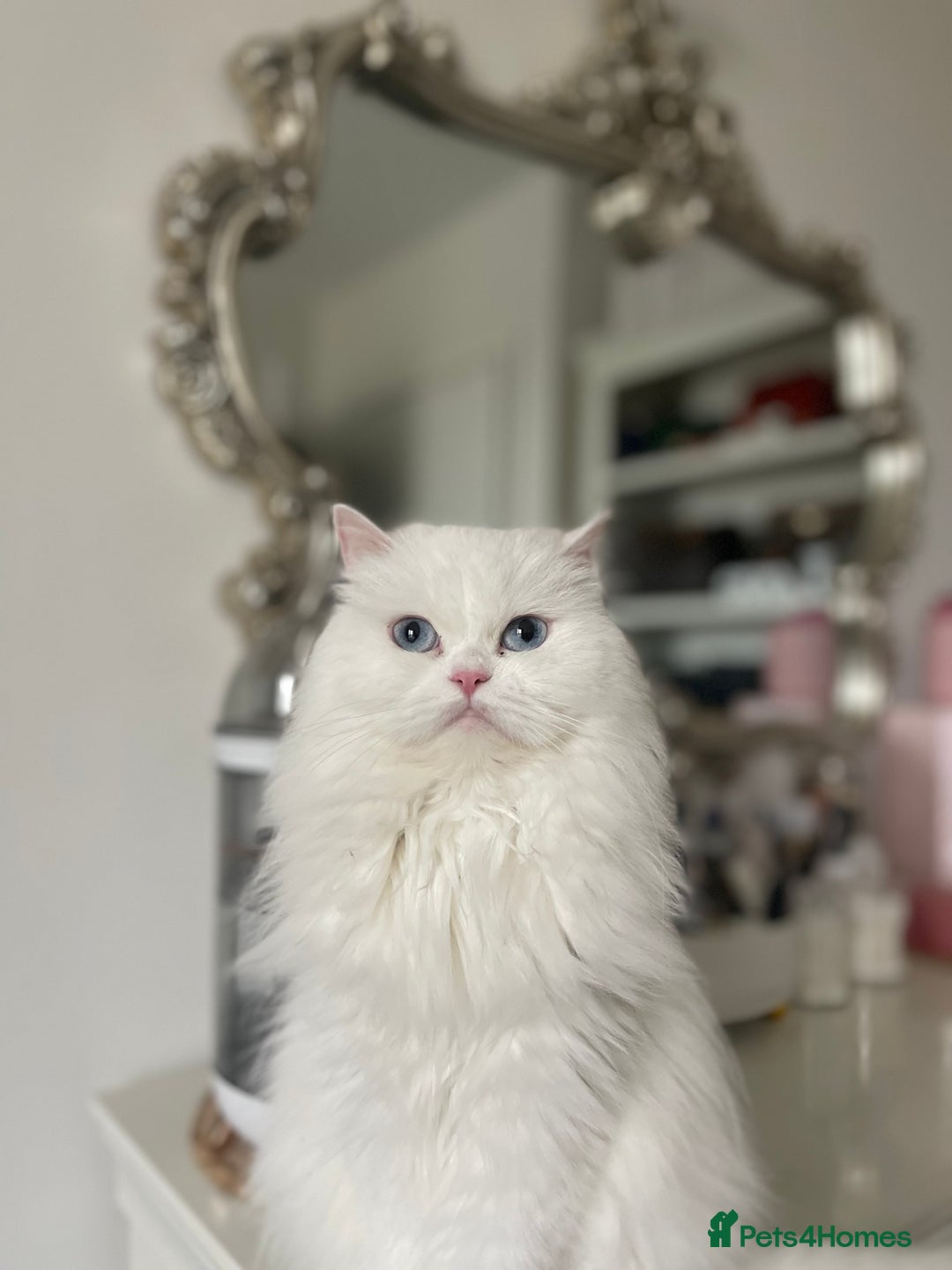 Persian cats for sale: Beautiful pedigree Chinchilla Persian cat - Image 2