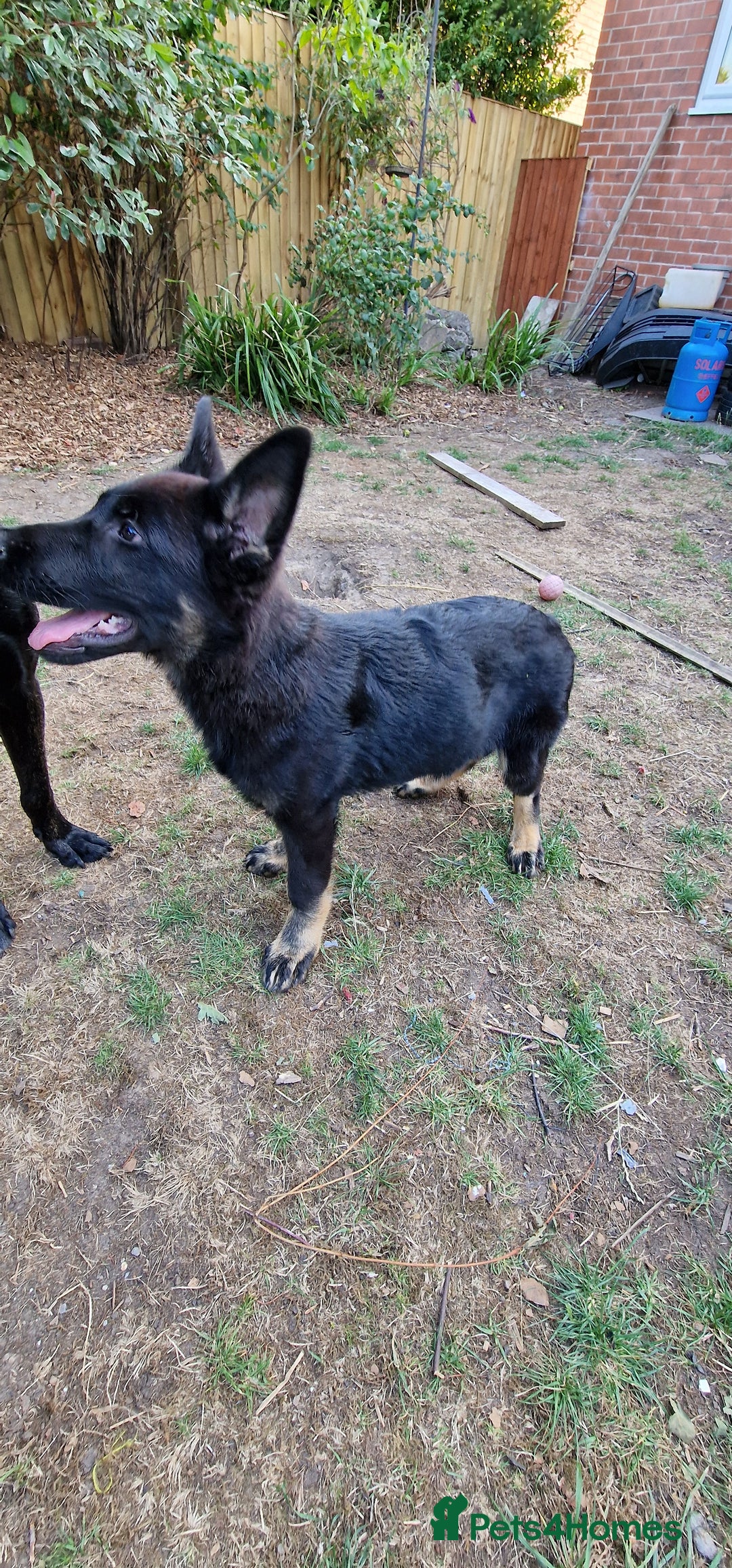 German Shepherd dogs for sale: German shepherd puppy - Image 7