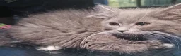 Persian cats for sale: Half perian lovley kittens  - Advert 34