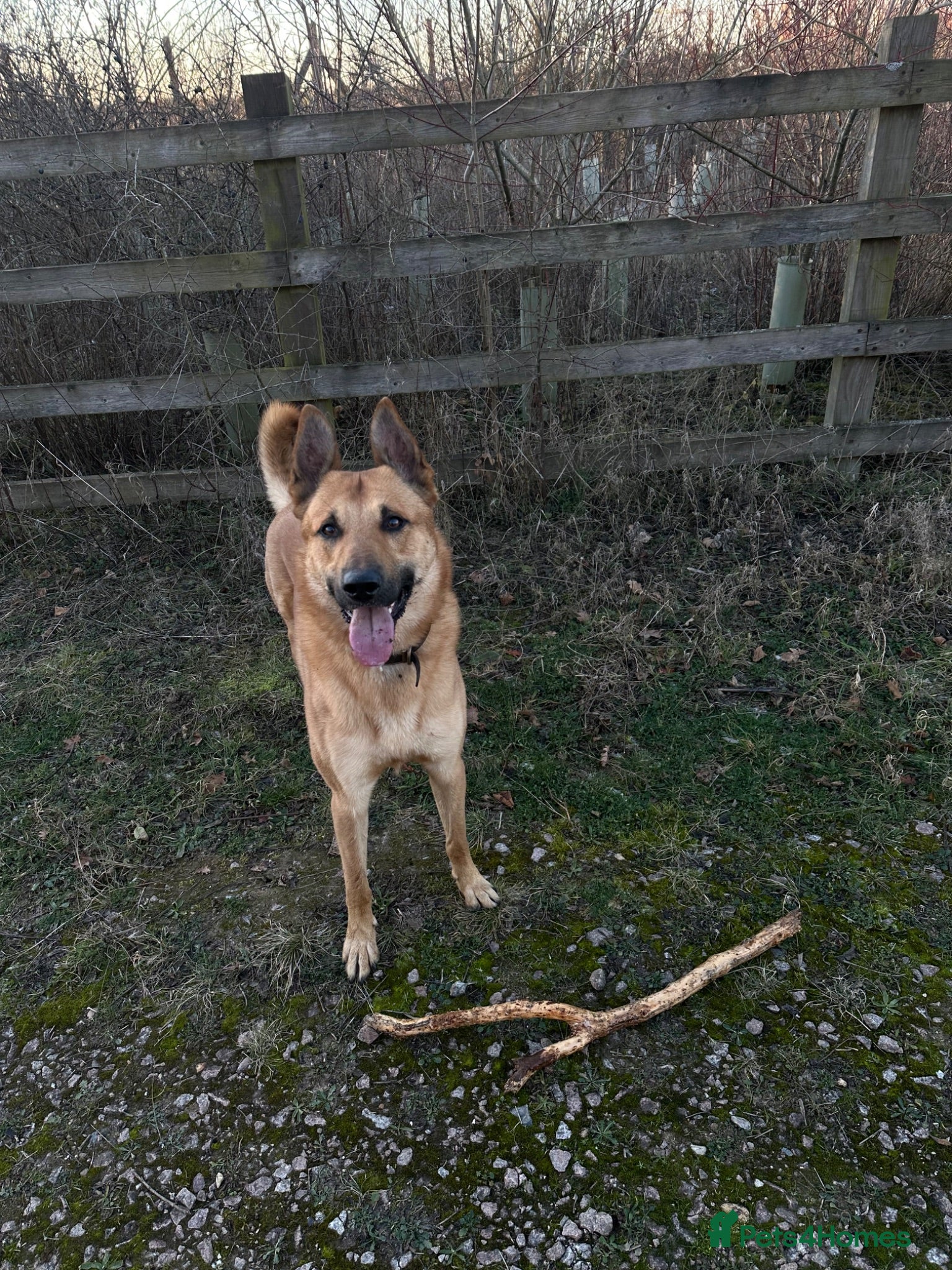 Belgian Shepherd Dog dogs Winston 3 year old Belgian shepherd  - Advert 1