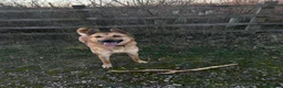 Belgian Shepherd Dog dogs for sale: Winston 3 year old Belgian shepherd  in Ipswich - Advert 1