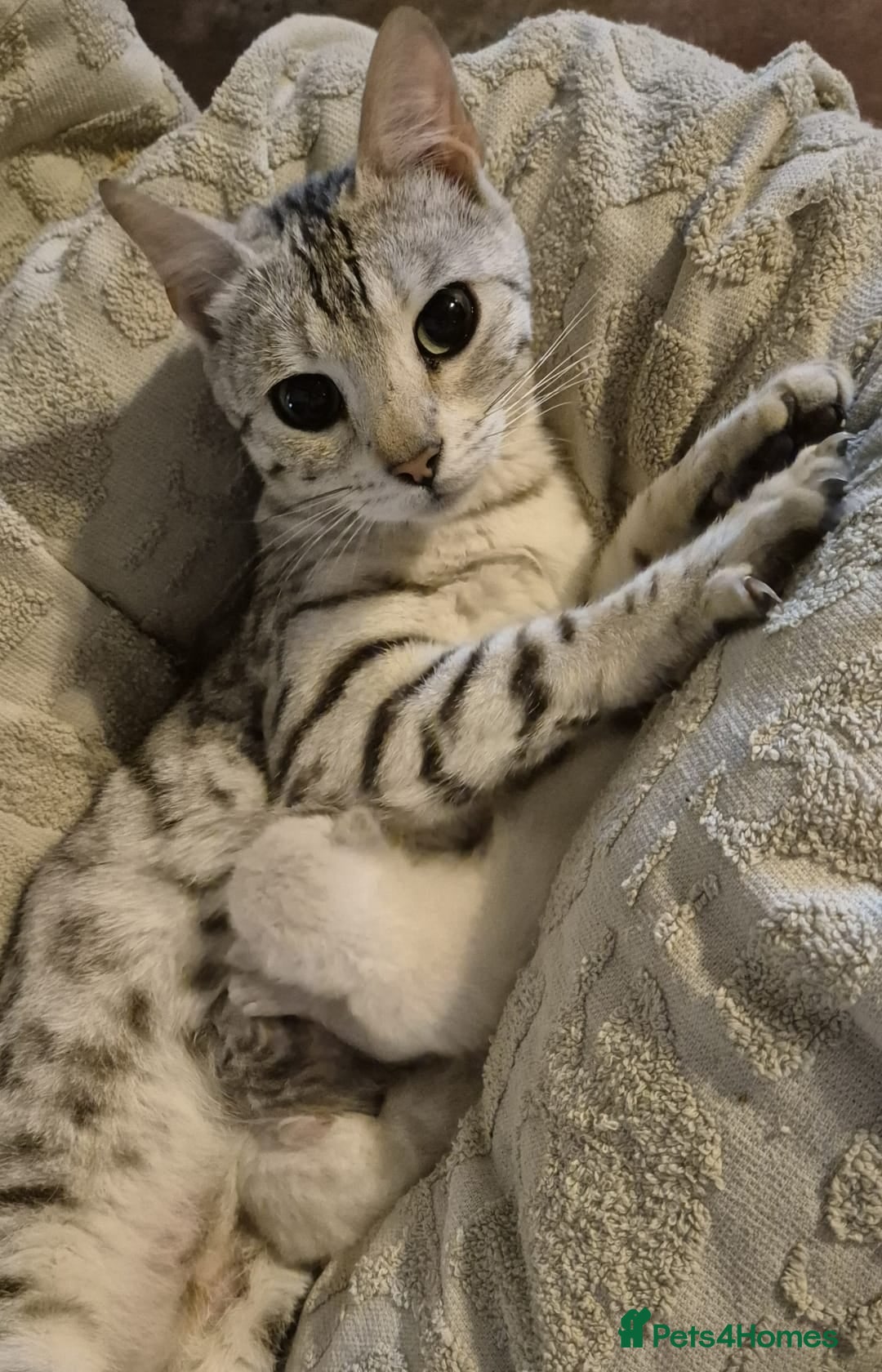 Mixed Breed cats for sale: Bengal x british short hair - Image 1