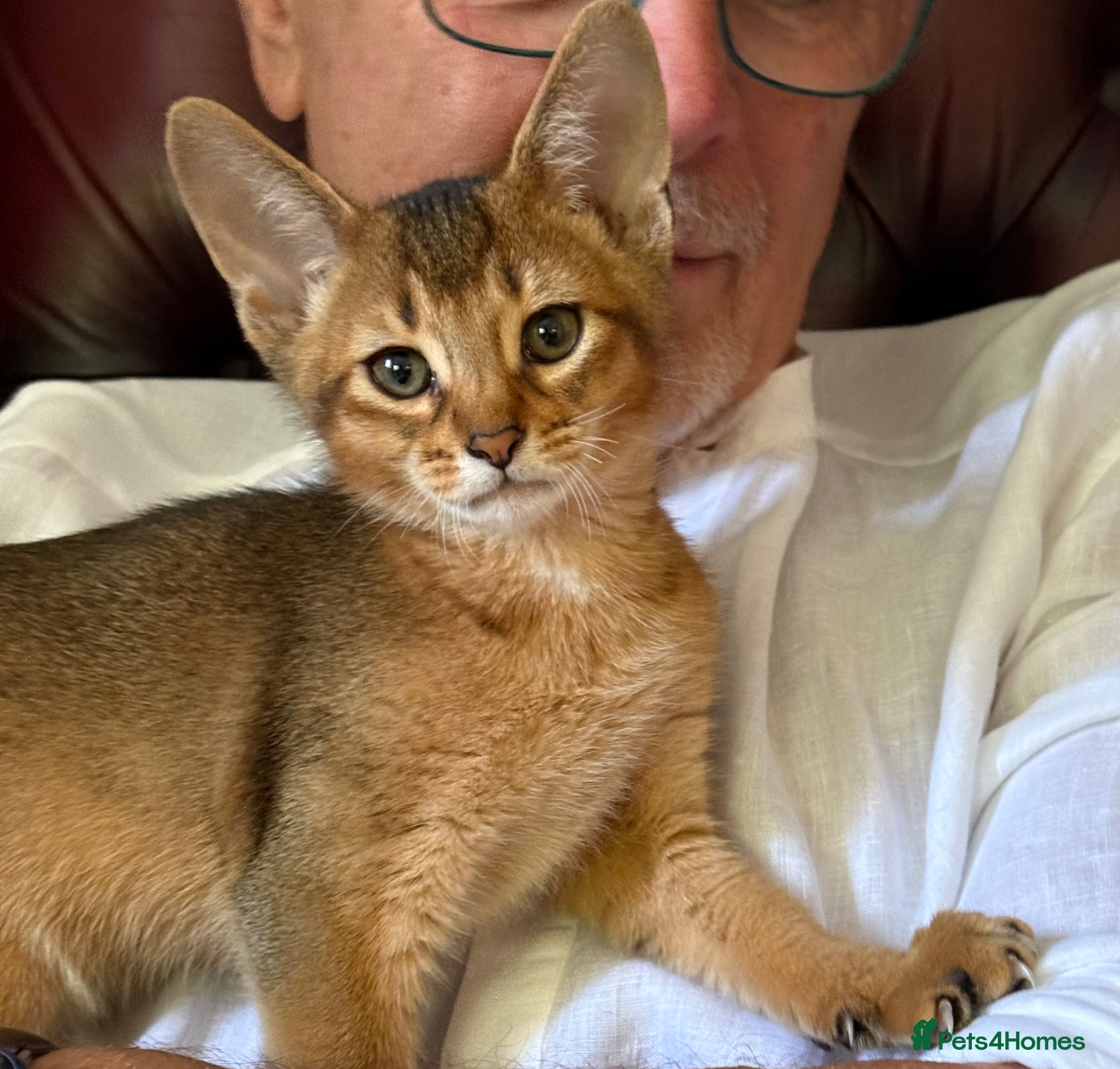 Abyssinian cats TICA reg one gorgeous Ruddy Aby boy left! - Advert 1