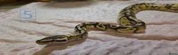 Python Snake reptiles for sale: rehoming/ breeding snakes - Advert 8