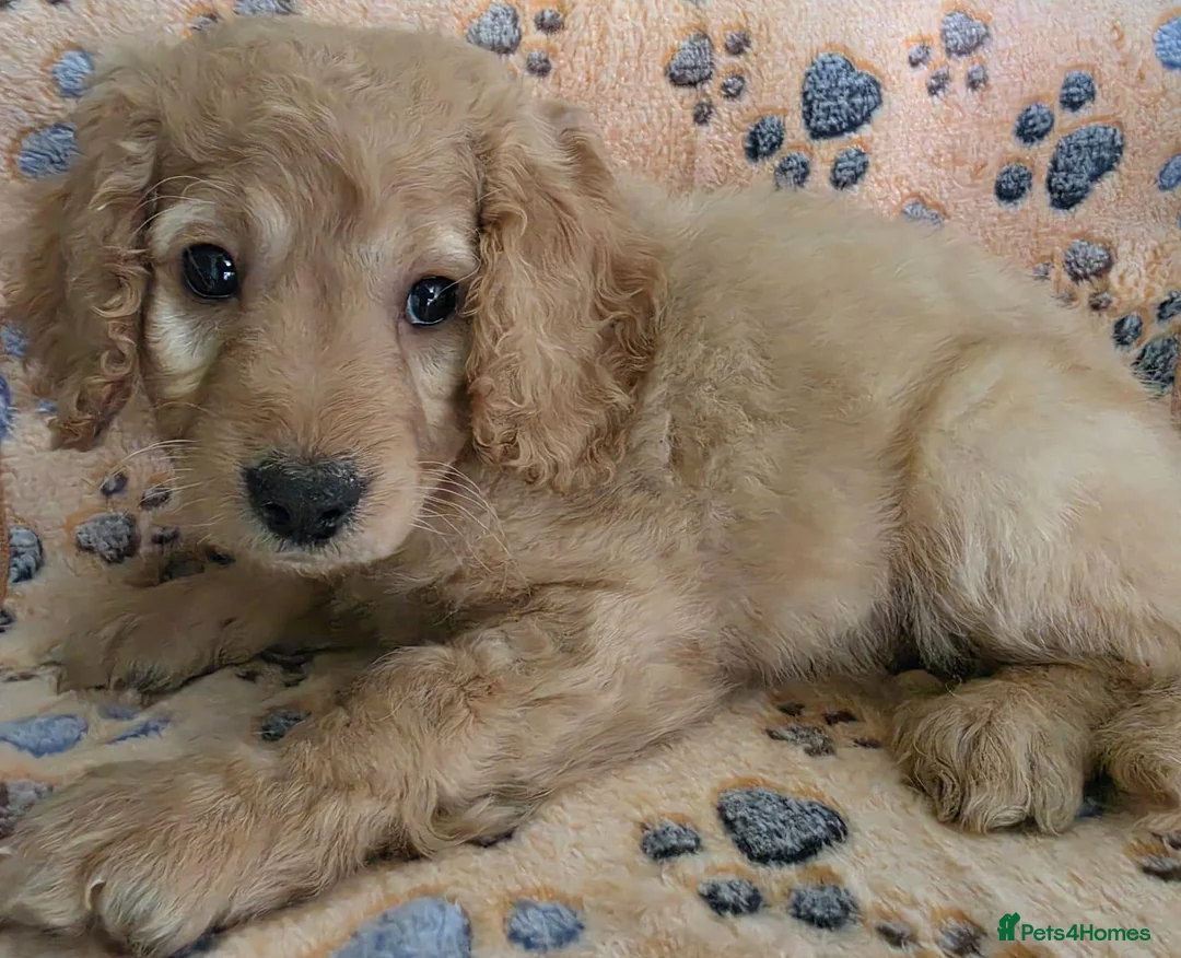 Mixed Breed dogs for sale: Male Cockapoo Puppy - Advert 9