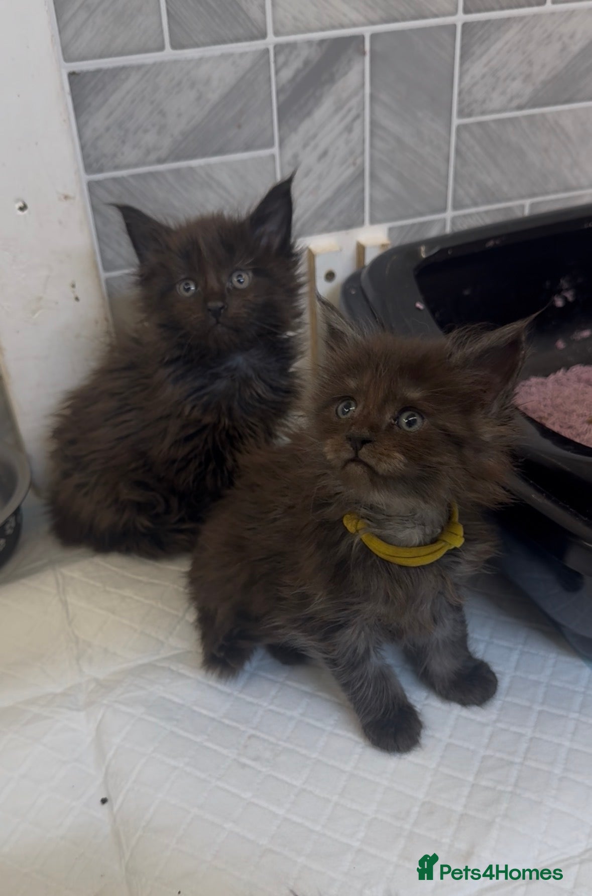Maine Coon cats Black Smoke Female Maine Coon Kittens Available - Advert 16