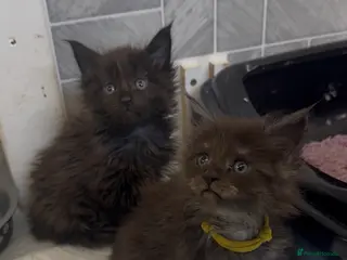 Maine Coon cats Black Smoke Female Maine Coon Kittens Available - Advert 16