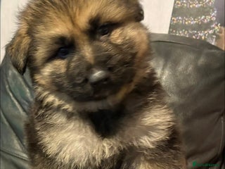 Mixed Breed dogs Beautiful German shepherd puppies for sale - Advert 19