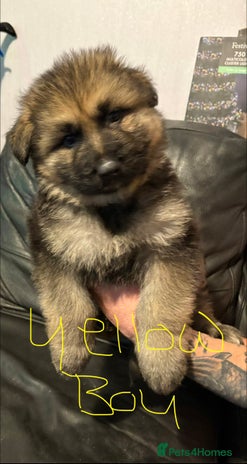 Mixed Breed dogs Beautiful German shepherd puppies for sale - Advert 12