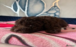 Toy Poodle dogs for sale: 1 Male & 1 Female Toy Poodle - Image 9