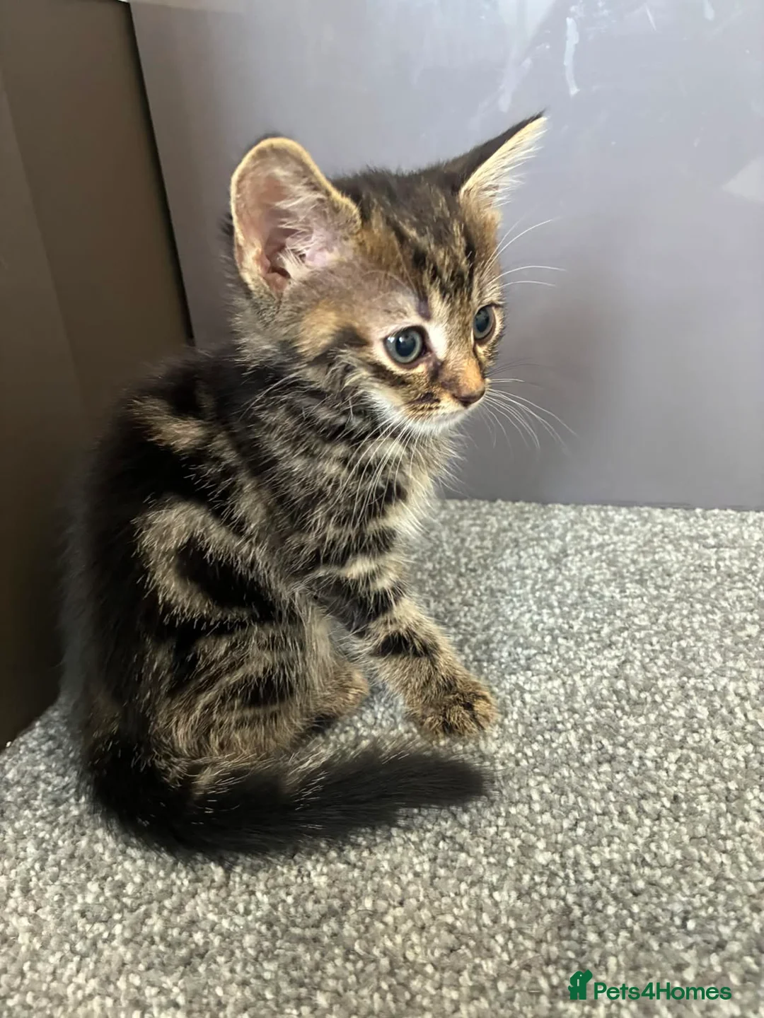 Mixed Breed cats for sale: Tabby kittens - Advert 14