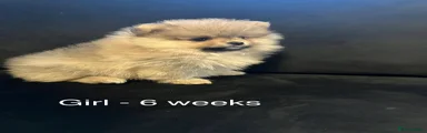 Pomeranian Puppy 2