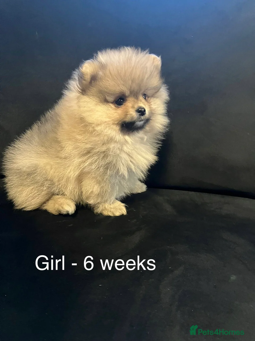 Pomeranian dogs for sale: Outstanding Teddy Bear Line - Champion blood line - Advert 12