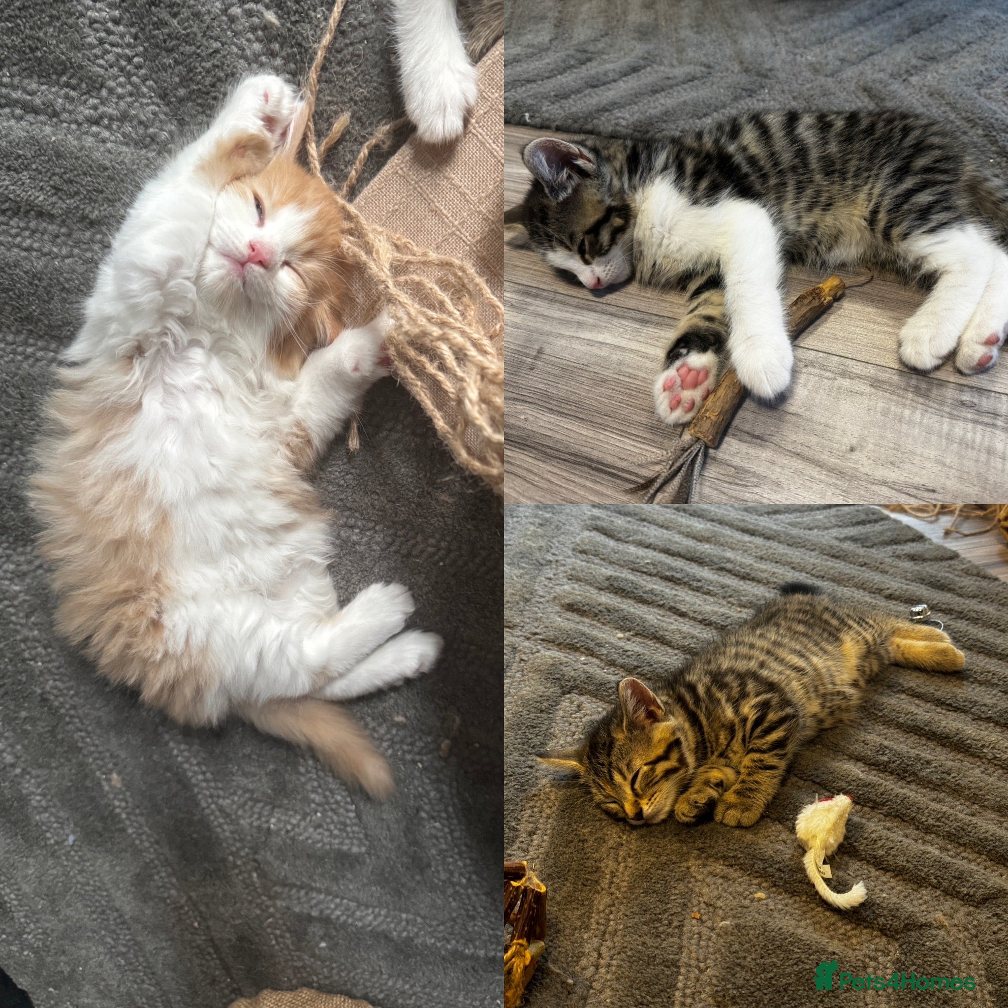 Mixed Breed cats 2 female and 2 male kittens  - Advert 5