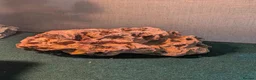 Dragon reptiles for sale: Rankin Dragon (Dwarf Bearded Dragon) + Set up - Advert 3