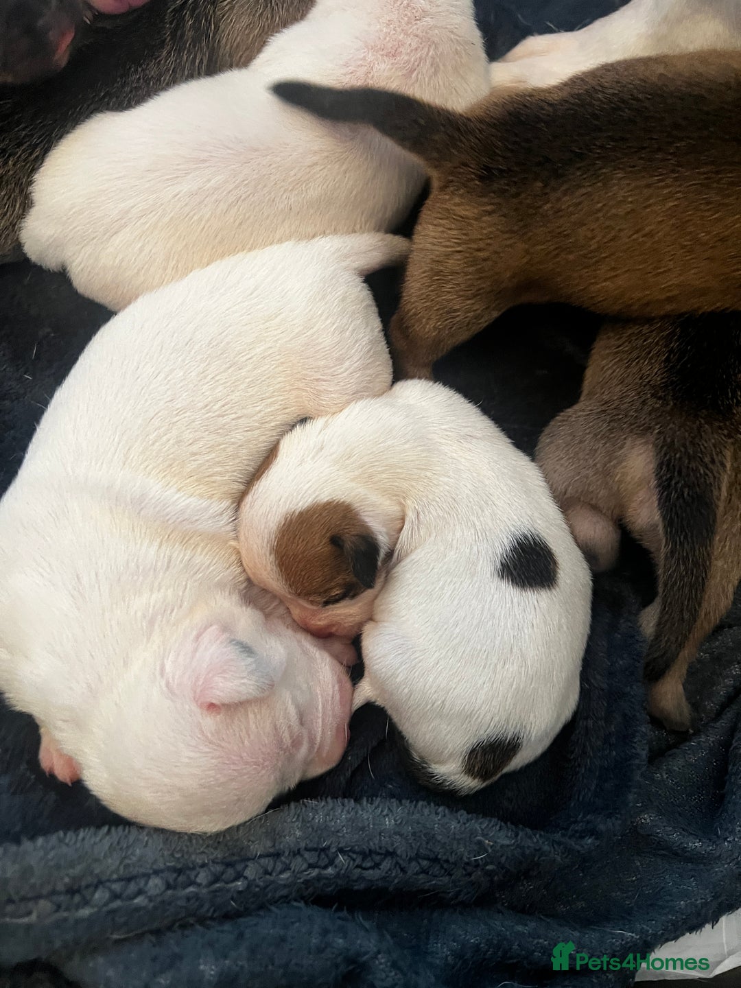 Mixed Breed dogs for sale: Bulldach Puppies - Image 14