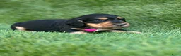 Cocker Spaniel dogs for sale: Outstanding Cocker Spaniel Puppies - Advert 10