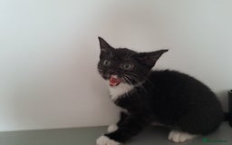 Domestic Shorthair cats for sale: 2 female kittens for sale - Image 5