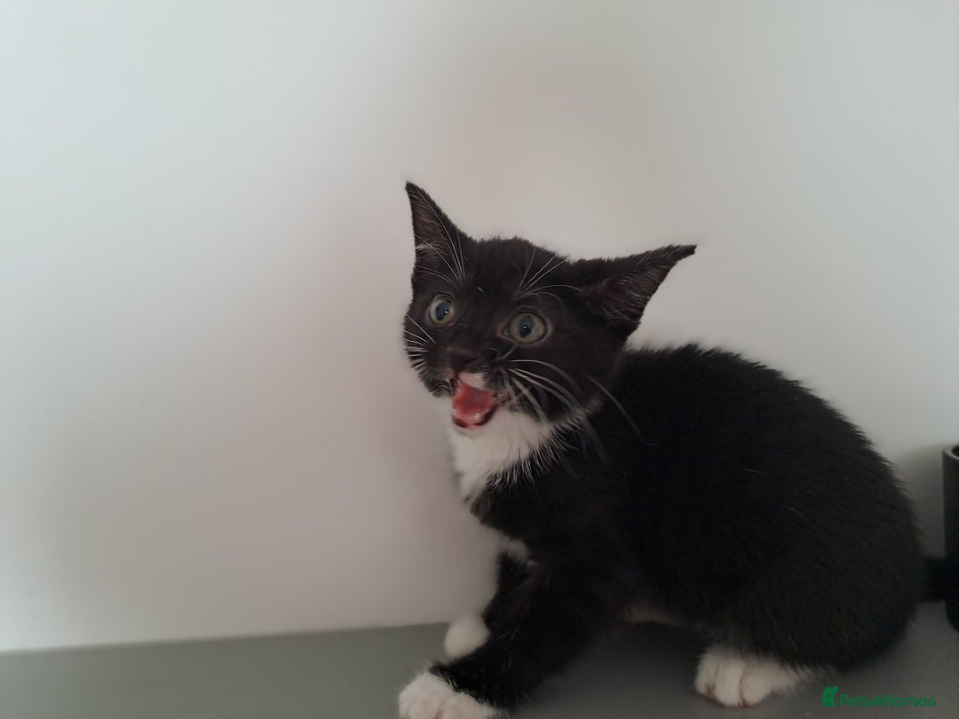 Domestic Shorthair cats for sale: 2 female kittens for sale - Image 5
