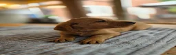 Labradoodle dogs for sale: 4 Beautiful female Labradoodles Ready to go! - Advert 19
