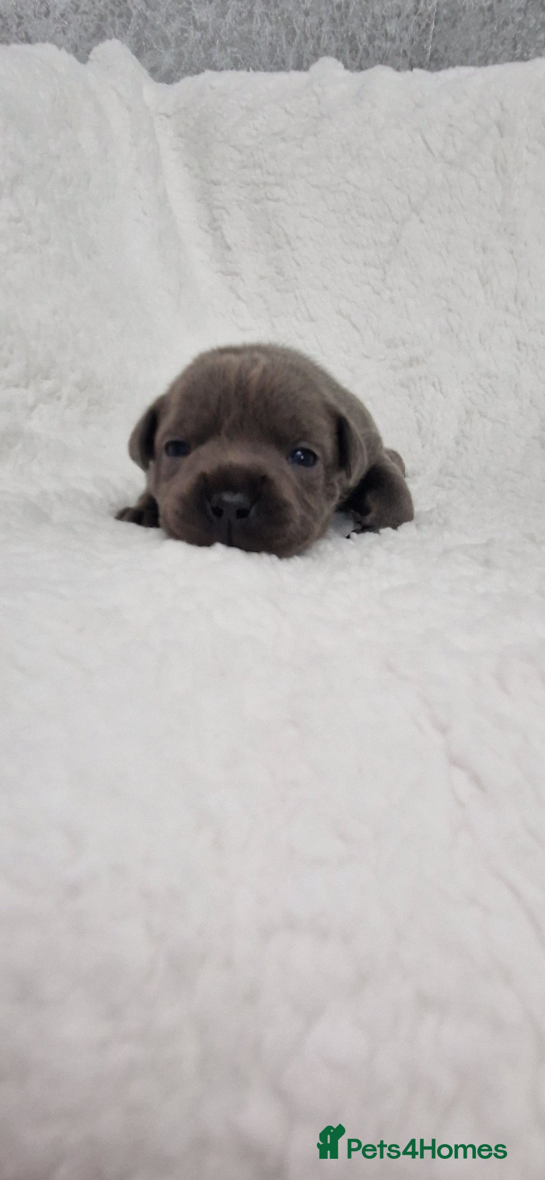 Staffordshire Bull Terrier dogs for sale: 4 Kc Reg Staffordshire Bull Terrier Females 🩷 - Advert 32