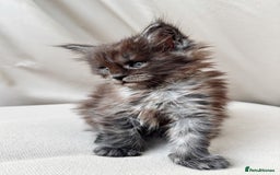 Maine Coon cats for sale: Maine coon girl - Image 3