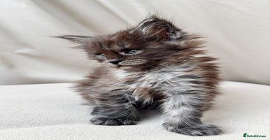 Maine Coon cats - Advert 13