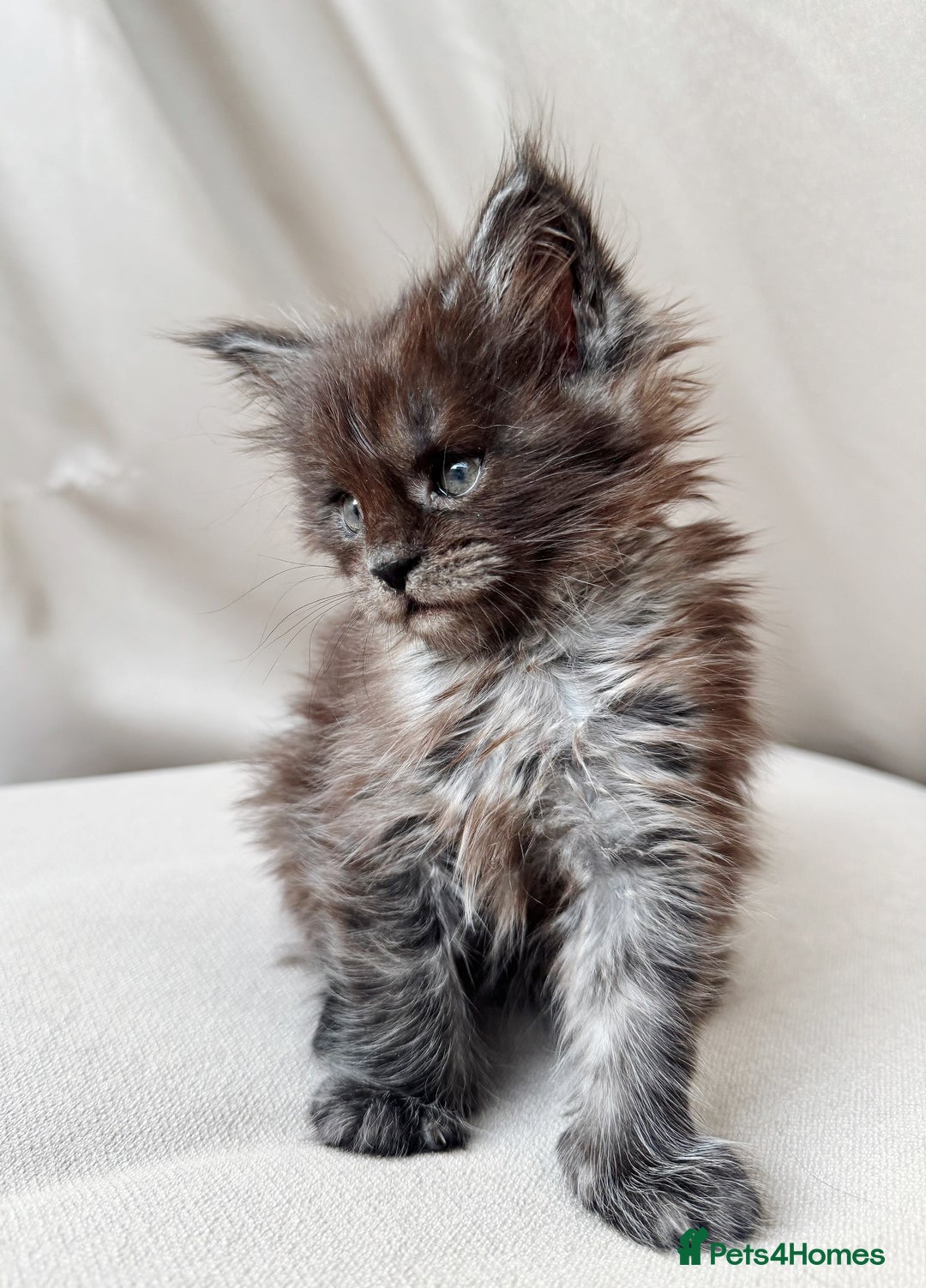 Maine Coon cats for sale: Maine coon girl - Image 3
