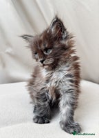 Maine Coon cats - Advert 3