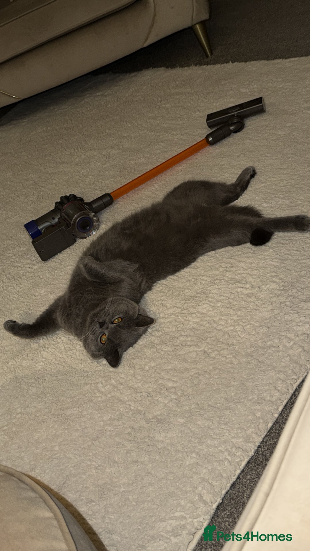 British Shorthair cats for sale: British Blue Shorthair cat - Advert 8