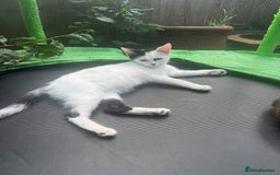 British Shorthair cats for sale: Snowy - Image 1