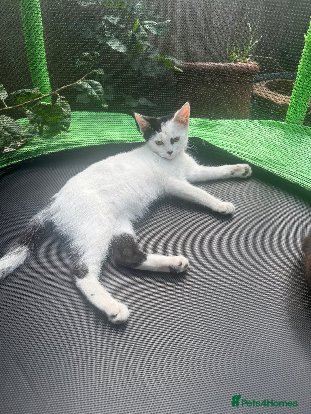 British Shorthair cats for sale: Snowy - Image 1